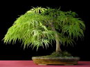 Smooth Japanese Maple,irohamomiji,イロハモミジ,momiji,افرای برگ‌ پنجه ‌ای, افرای ژاپنی,افرا
